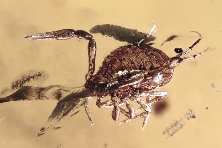 Fantastic Fossil Pseudoscorpion (Neobisidae) In Baltic Amber #349449
